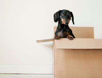 dog inside a box
