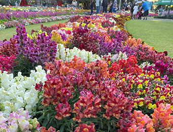 The Carnival of Flowers: The Heart of Toowoomba!